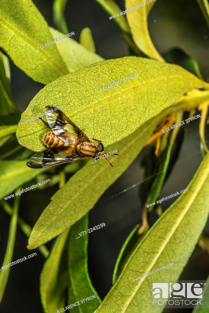 Stock Photo: Deer Fly (Chrysops hanea) on Wax Myrtle (Myrica cerifera) Leaf.