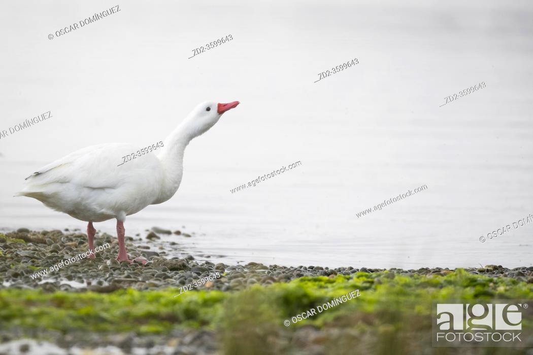 Stock Photo: Coscoroba Swan (Coscoroba coscoroba) looking for food on shore. Chiloé. Los Lagos Region. Chile.