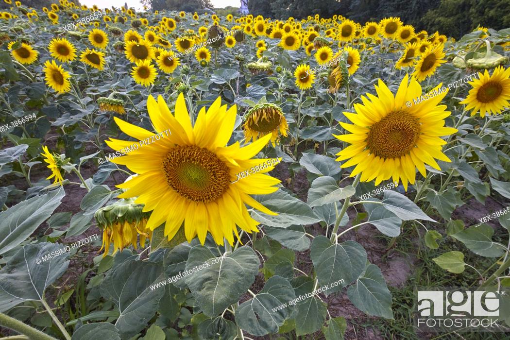 Imagen: A field of Sunflowers in Emilia Romagna, Italy.