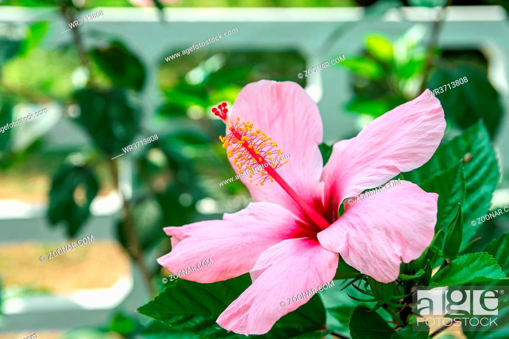 Stock Photo: Bright pink Hibiscus flower on the green bush in the park.