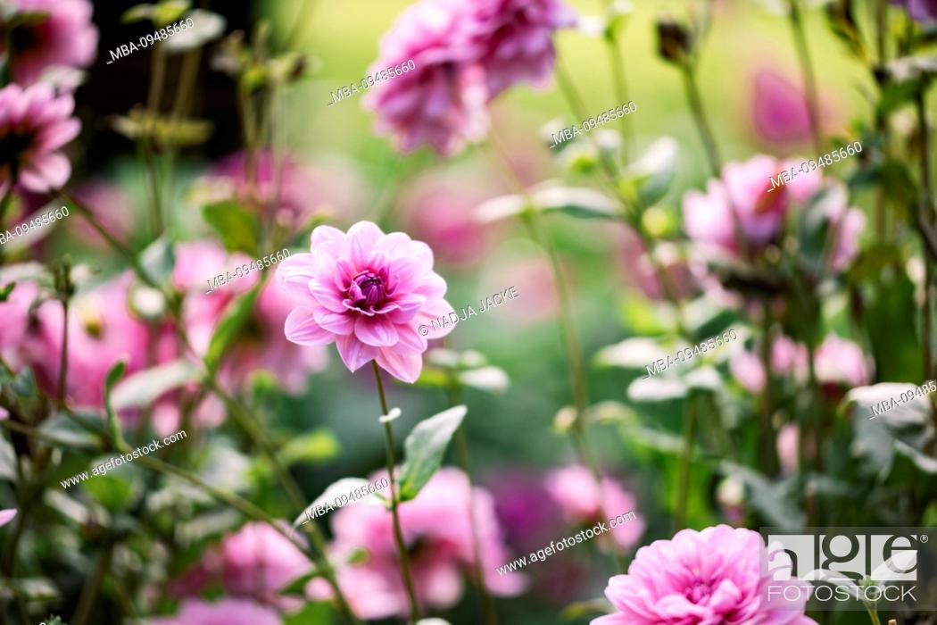 Stock Photo: Pink flowering dahlia, close-up, dahlia.