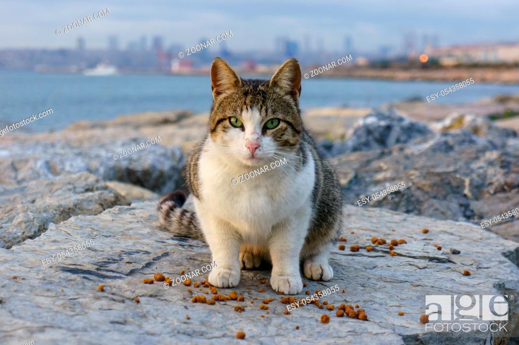 Stock Photo: Cat in Istanbul, Turkey. Homeless Cute Cat. A street cat in Istanbul. Homeless animals theme. homeless stray street cat eating food inside a store in the center.