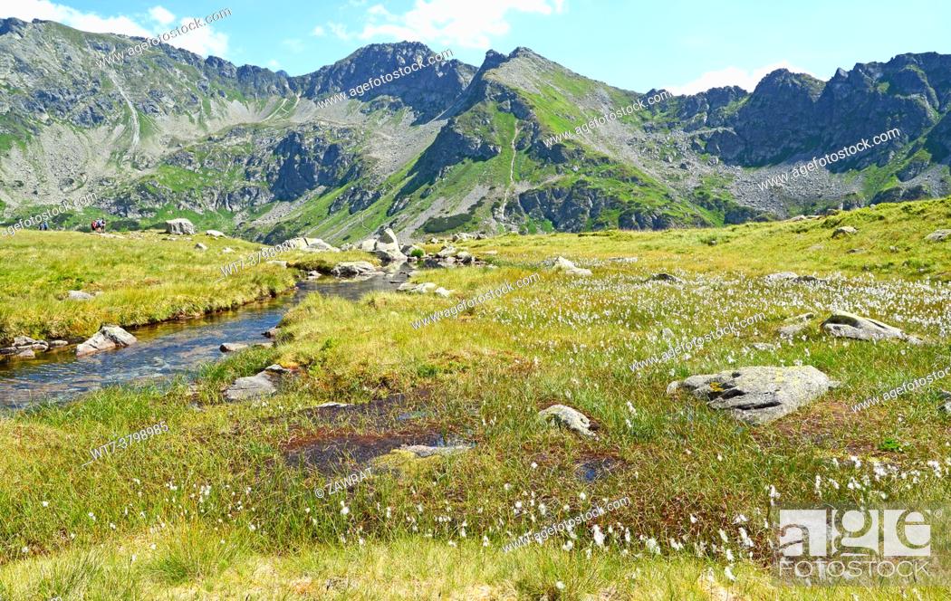 Stock Photo: meadow, dump meadow, stones, plants, water plants, common cottongrass, grass, . nature protection, plants under protection, Tatras National Park.