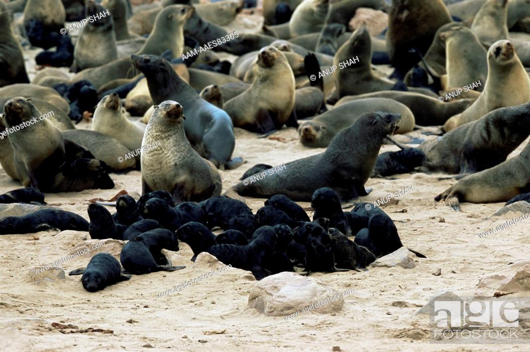 Stock Photo: Brown Fur Seal colony with creche of with newborn pups (Arctocephalus pusillus) Cape Cross Seal Reserve, Namibia.