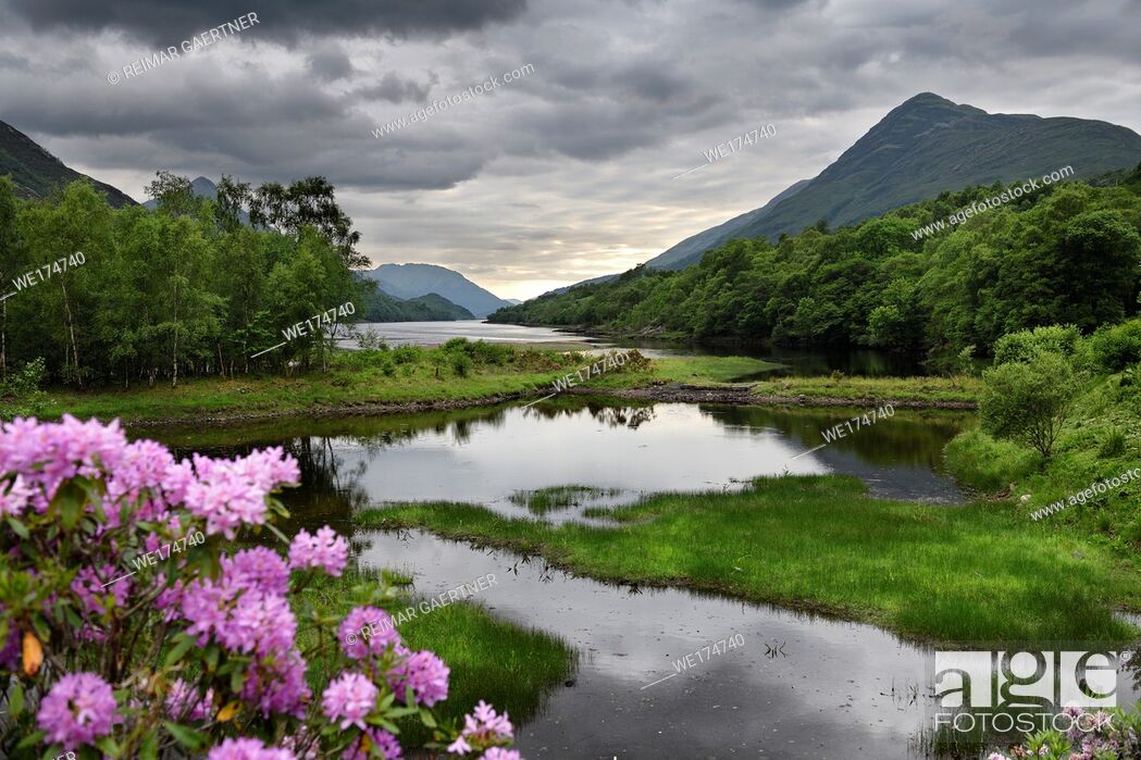 Stock Photo: Rhododendron flowers at the River Leven at the Head of Loch Leven in Kinlochleven with Mam na Gualainn ridge Scottish Highlands Scotland UK.