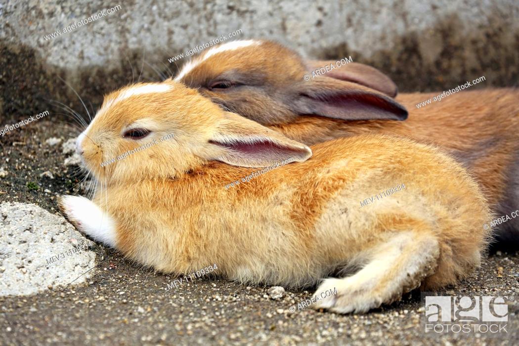 The Rabbits of Okunoshima known as Rabbit Island in Japan which roam wild  on a small island with no..., Stock Photo, Picture And Rights Managed  Image. Pic. MEV-11109334 | agefotostock