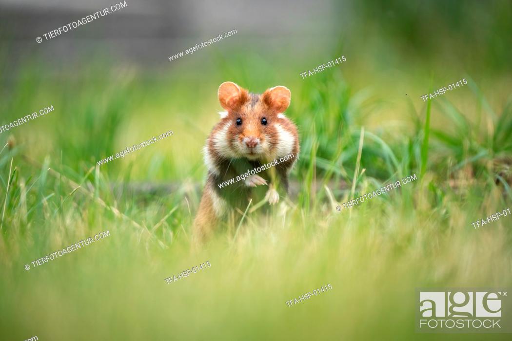 Stock Photo: black-bellied hamster on meadow.