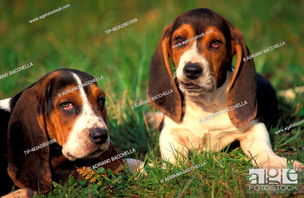 Basset Artesien Normand Norman Artesian Basset Portraits Stock Photo Picture And Rights Managed Image Pic Tip 482adb01008 Agefotostock