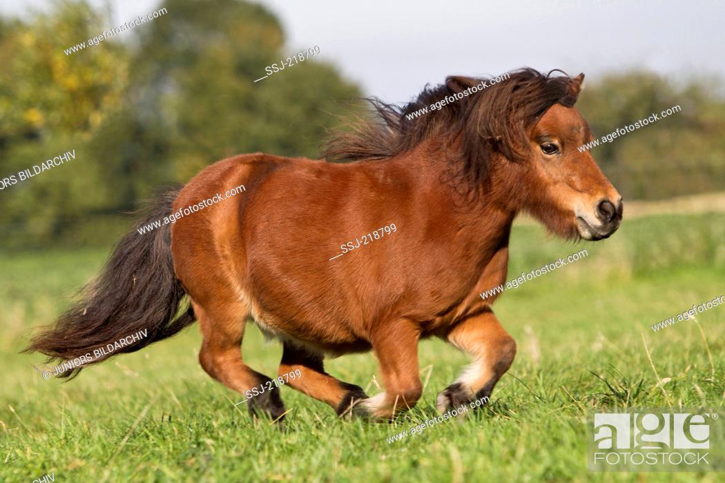 Stock Photo: Miniature Shetland Pony. Bay mare galloping on a meadow. Germany.