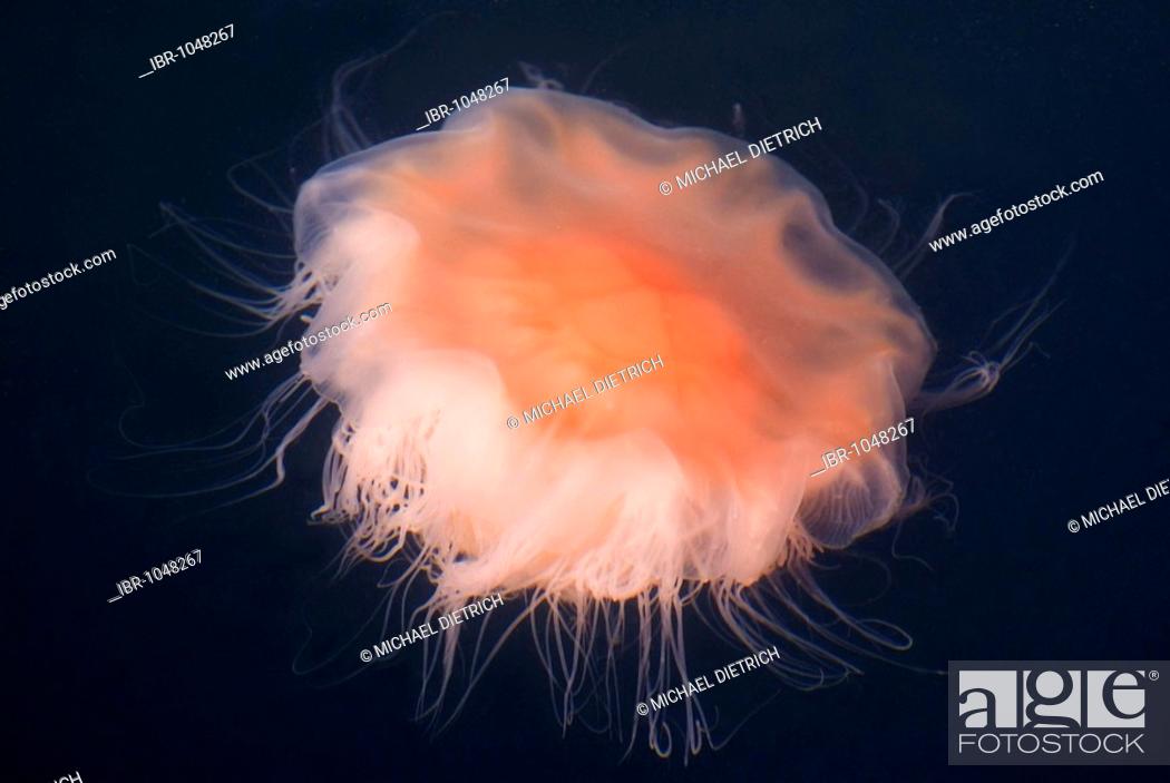 Stock Photo: Lion's Mane Jellyfish (Cyanea capillata) in the Baltic Sea, Germany, Europe.