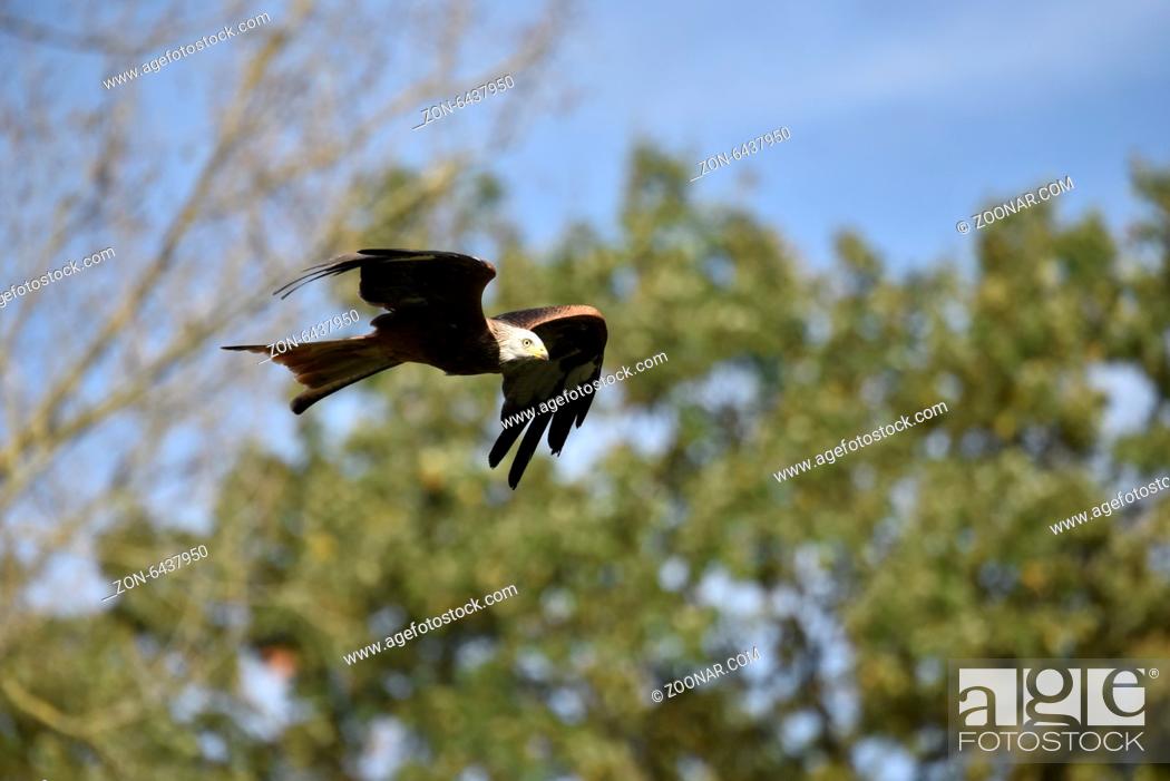 Stock Photo: Red Kite milvus milvus in fly.