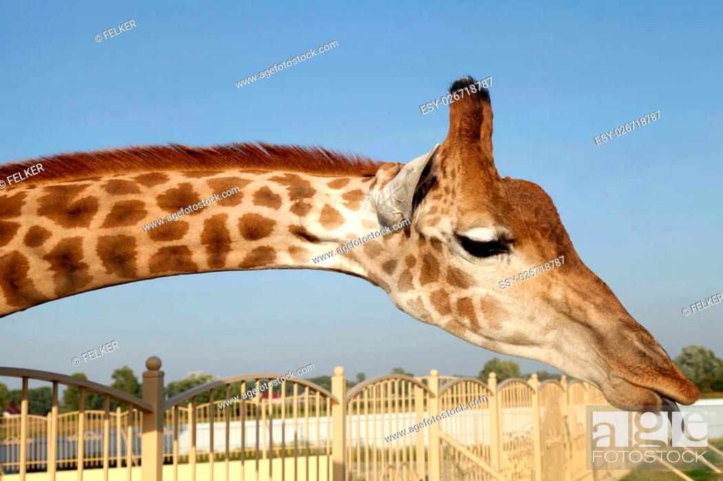 A portrait of a huge giraffe neck and funny face with tongue in zoo, Stock  Photo, Picture And Low Budget Royalty Free Image. Pic. ESY-026718787 |  agefotostock