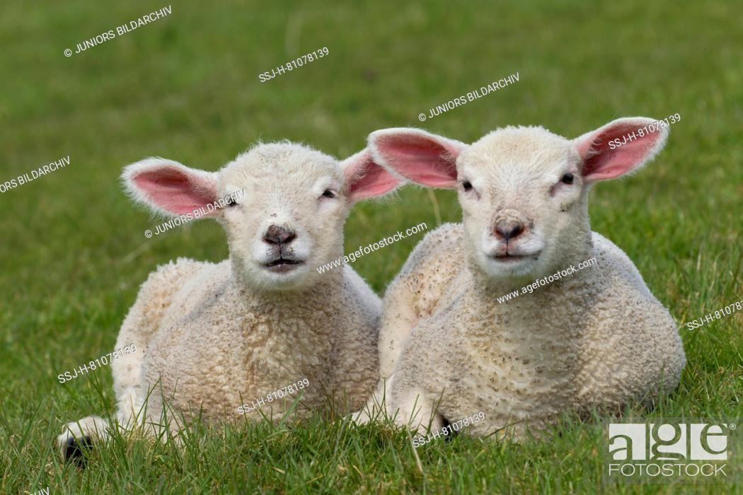 Stock Photo: Domestic Sheep. Two lambs lying on a meadow. Germany.