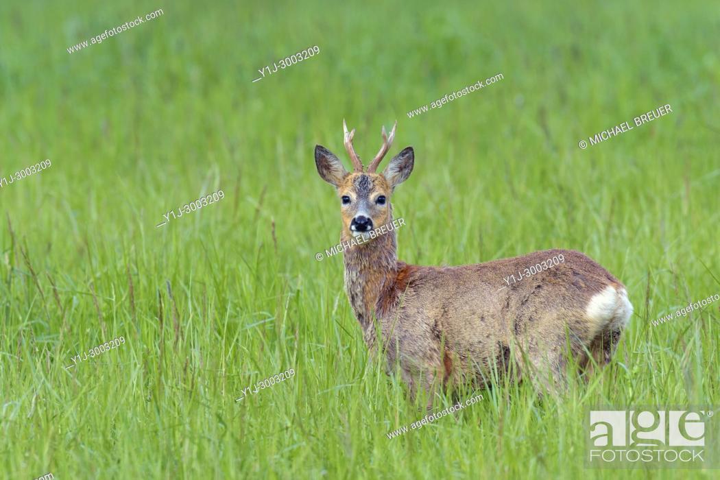 Stock Photo: Western Roe Deer (Capreolus capreolus) in summer, Roebuck, Hesse, Germany, Europe.