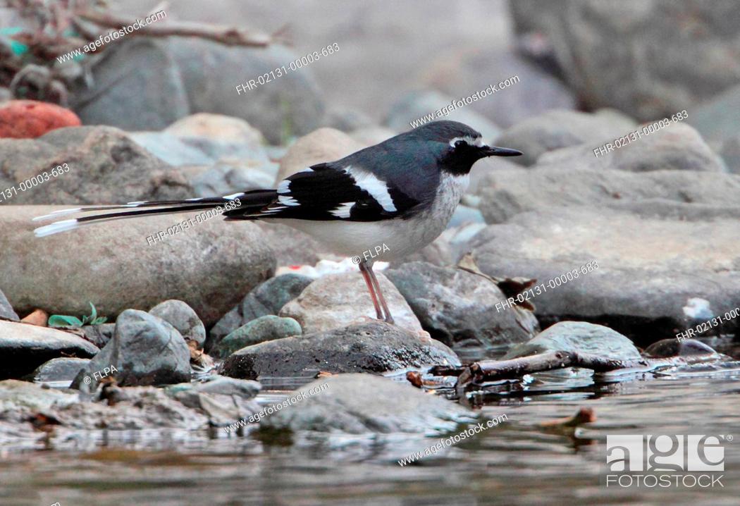 Stock Photo: Slaty-backed Forktail Enicurus schistaceus adult, standing on stone at edge of water, Sattal, Uttarakhand, India, february.
