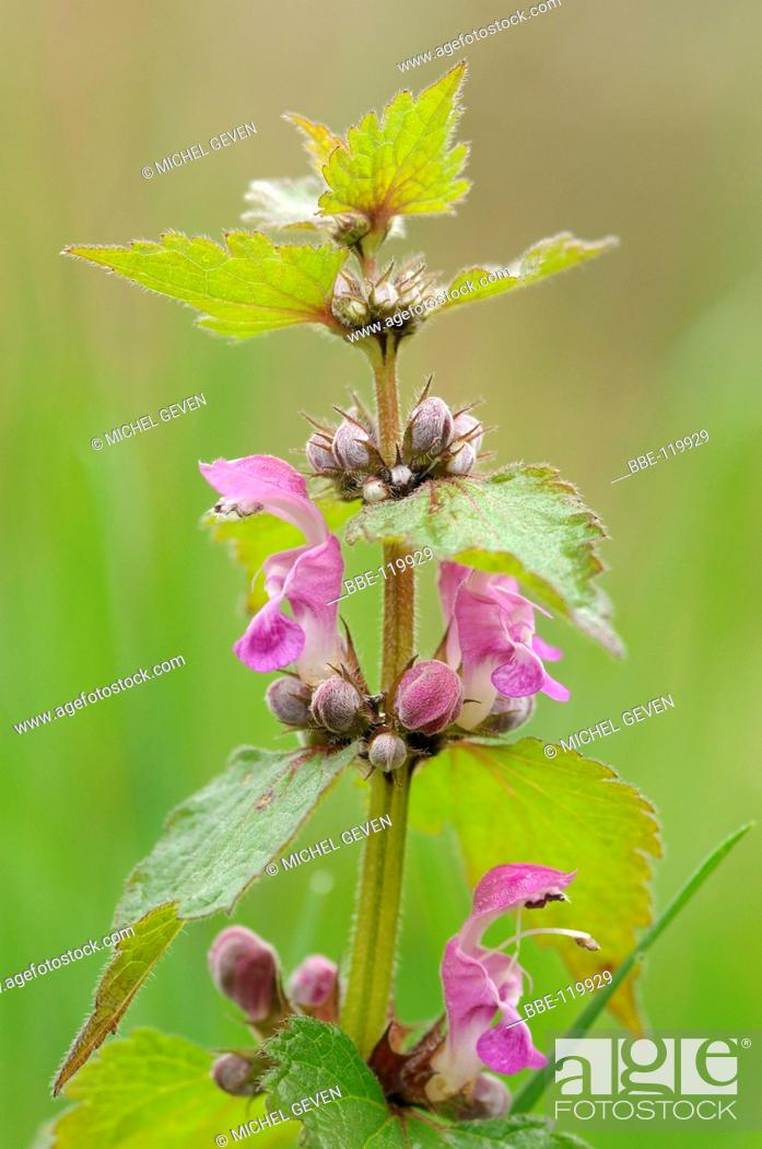 Stock Photo: Flowering Spotted Deadnettle.