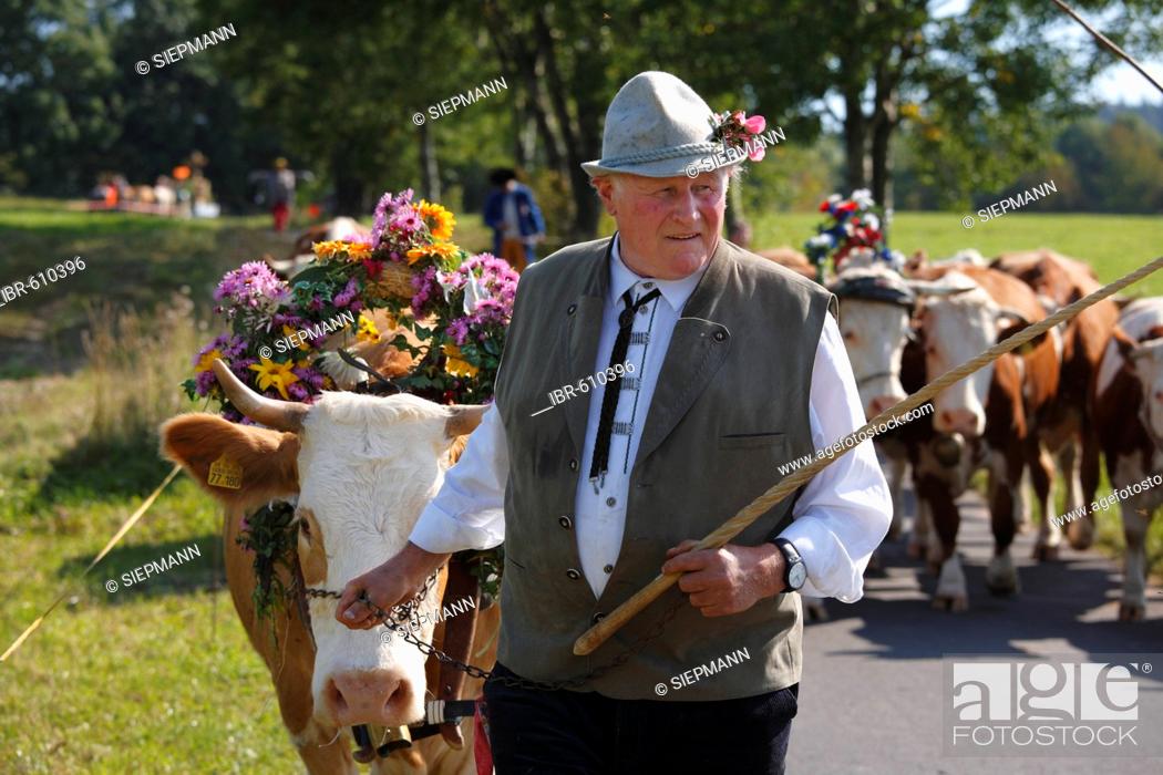 Stock Photo: Viehabtrieb festival [ceremonial driving down of cattle from the mountain pastures into the valley in autumn] in Simmershausen, Rhoen, Hesse, Germany.