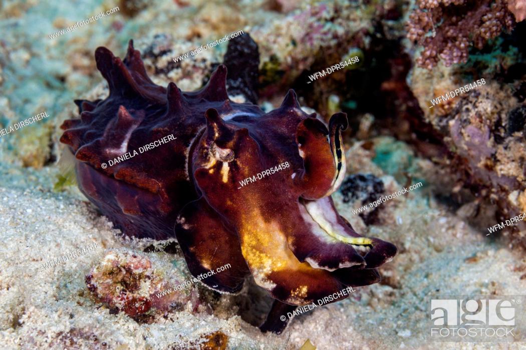 Stock Photo: Flamboyant Cuttlefish, Metasepia pfefferi, Ambon, Moluccas, Indonesia.