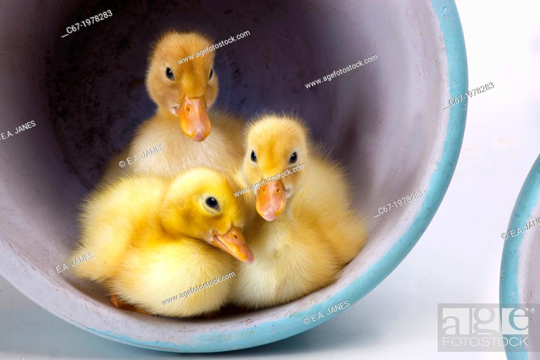 Stock Photo: Newly Hatched Ducklings.