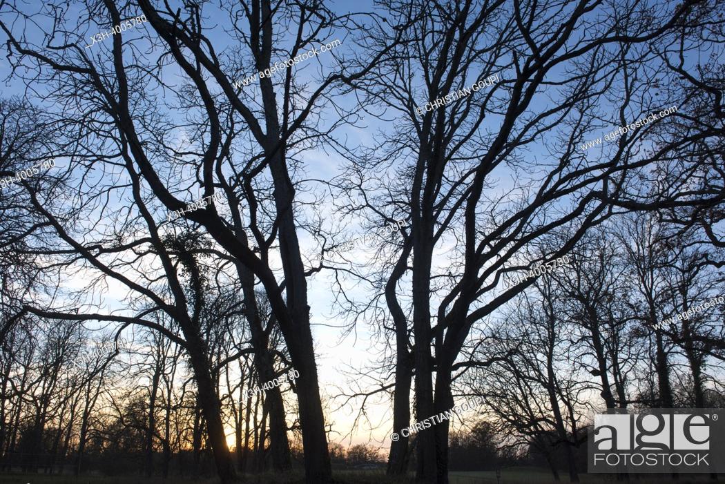 Stock Photo: Oak wood at dusk, Park of the Chateau of Nogent-le-Roi, Eure-et-Loir department, Centre-Val-de-Loire region, France, Europe.