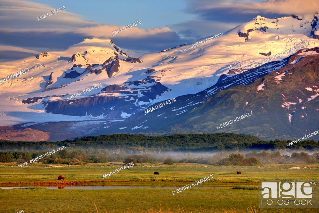 Stock Photo: North America, the USA, Alaska, Katmai national park, Hello, Bay, brown bears, Ursus arctos,.