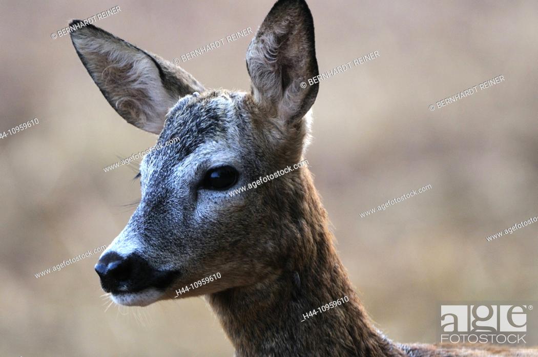 Roe deer, Capreolus capreolus, cloven-hoofed animals, New World deer,  roebuck, little roebuck, Stock Photo, Picture And Rights Managed Image.  Pic. H44-10959610 | agefotostock