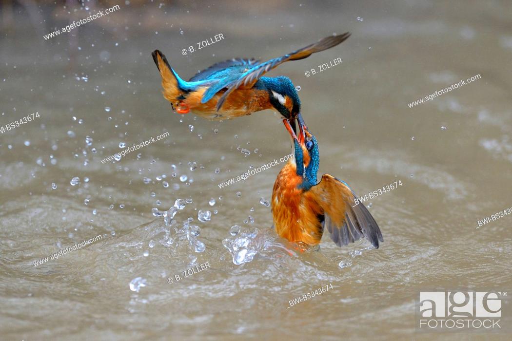 Stock Photo: river kingfisher (Alcedo atthis), territorial fight of two females, Germany, Baden-Wuerttemberg.