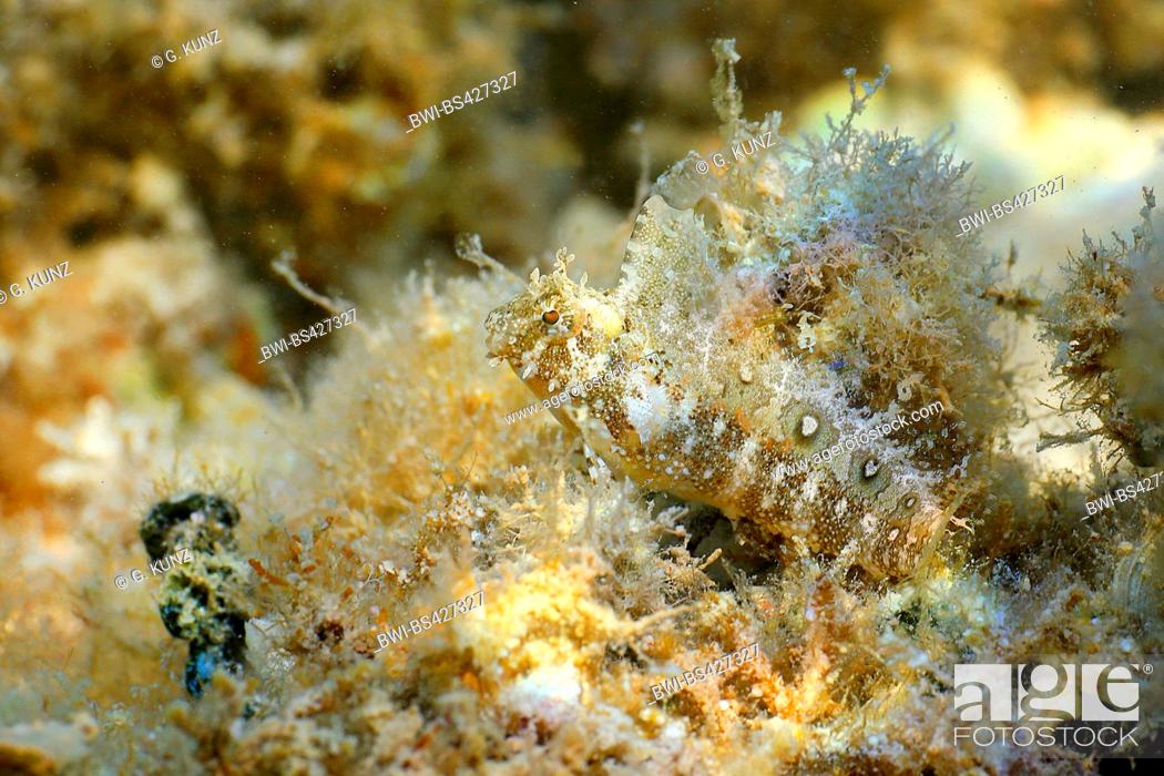 Stock Photo: Floral blenny, Floral fangblenny, Helmeted blenny, Crested sabretooth blenny (Petroscirtes mitratus), at coral reef, Egypt, Red Sea, Hurghada.