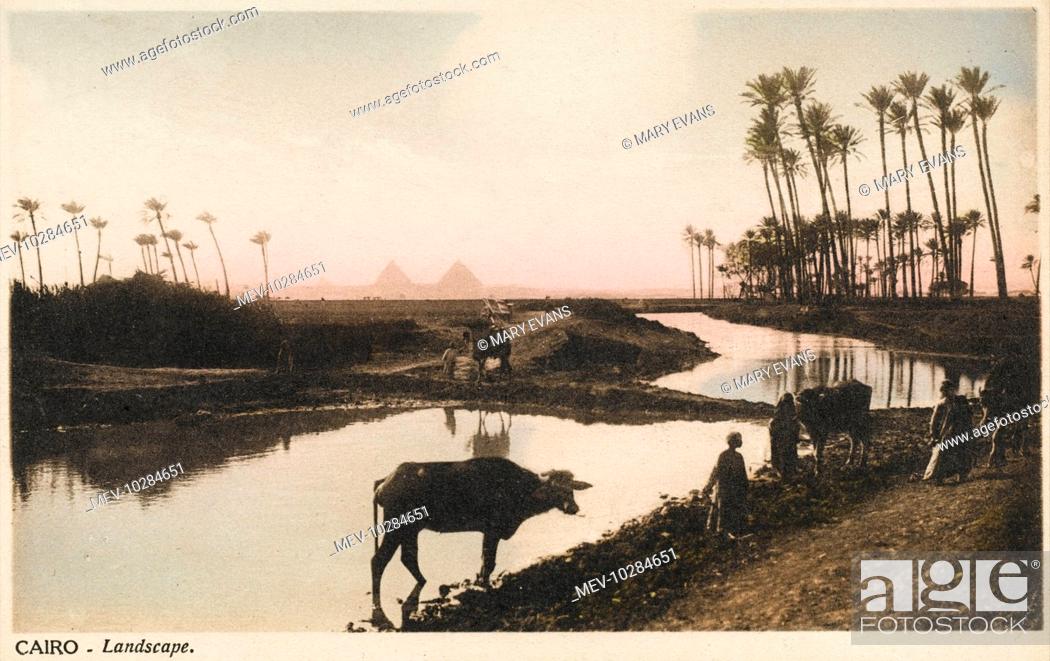 Stock Photo: View across an irrigation channel and through some tall thin palm trees toward The Pyramids Giza, Cairo, Egypt.