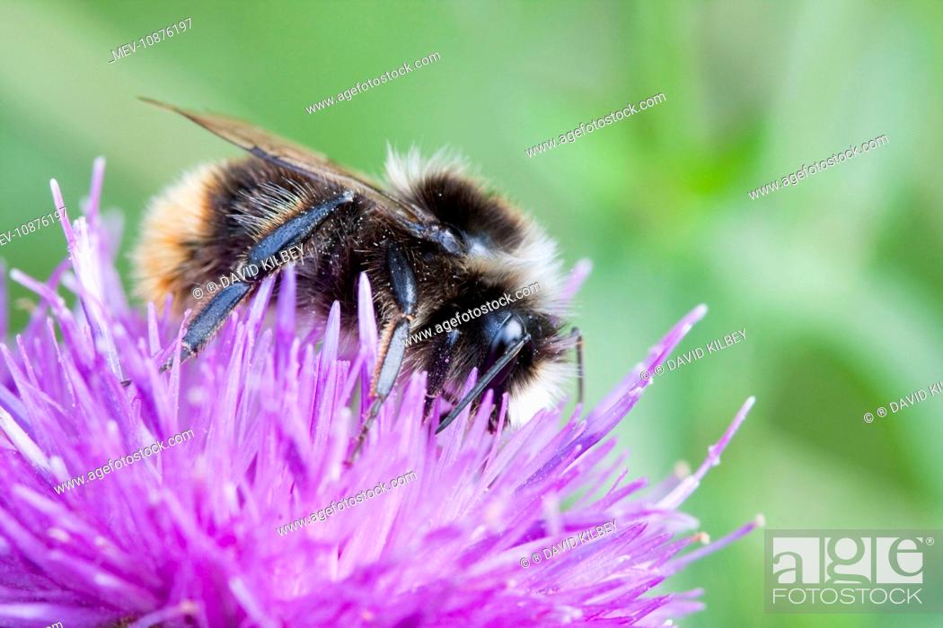 Imagen: Bumblebee - feeding on Black Knapweed flower in a meadow. (Bombus ruderarius). Wiltshire, England.