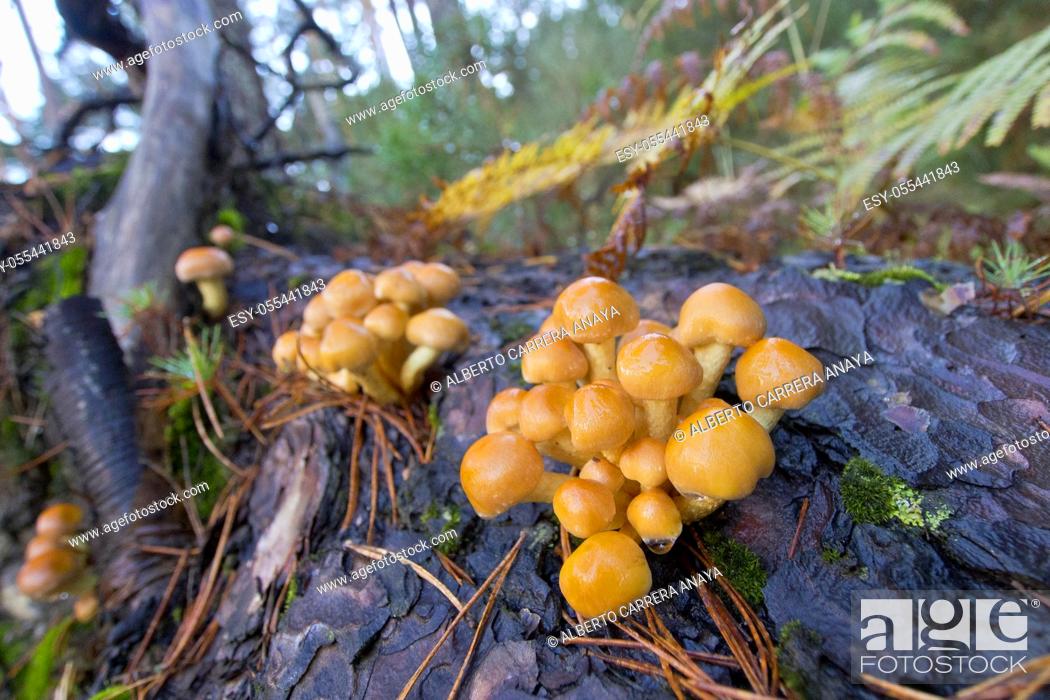Stock Photo: Mushrooms, Valsain Forest, Guadarrama National Park, Segovia, Castilla y León, Spain, Europe.