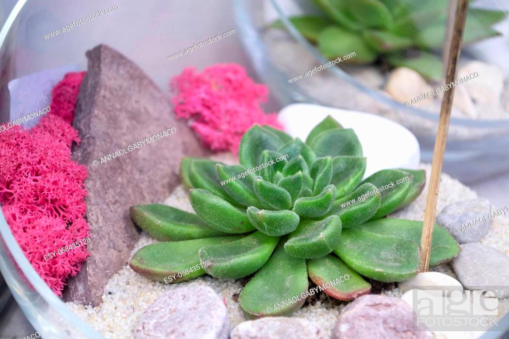 Stock Photo: Succulent arrangement in a glass vase or terrarium, green echeveria and pink moss, closse up.