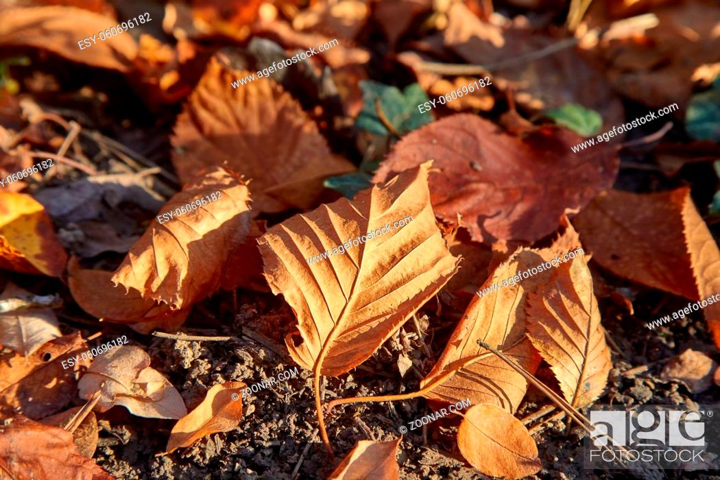 Stock Photo: Fallen leaves on the ground.