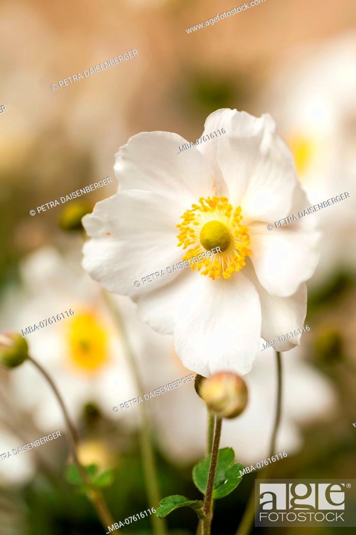 Stock Photo: Close-up of a white Chinese anemone, Anemone hupehensis.