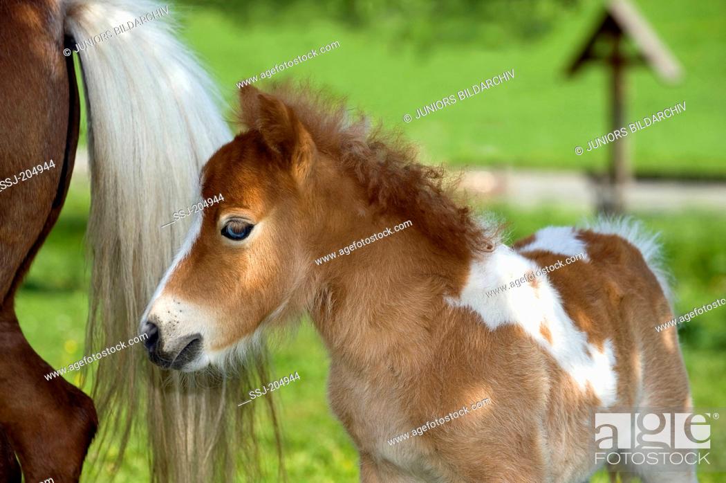 Stock Photo: Miniature Shetland Pony. Skewbald mare with foal (4 weeks old) on a meadow. Germany.