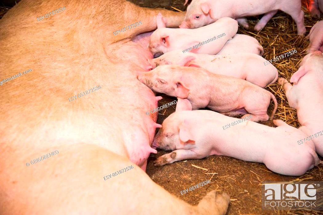 Imagen: Fertile sow lying on straw and piglets suckling in barn.