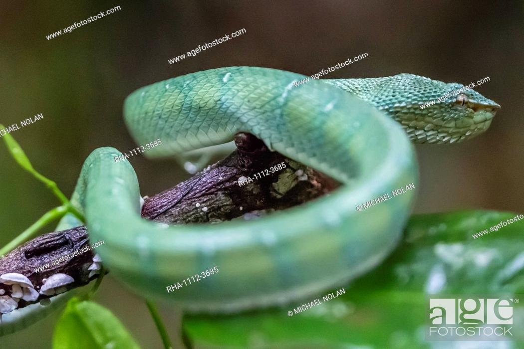 Stock Photo: Bornean keeled green pit viper (Tropidolaemus subannulatus), Tanjung Puting National Park, Kalimantan, Borneo, Indonesia, Southeast Asia, Asia.
