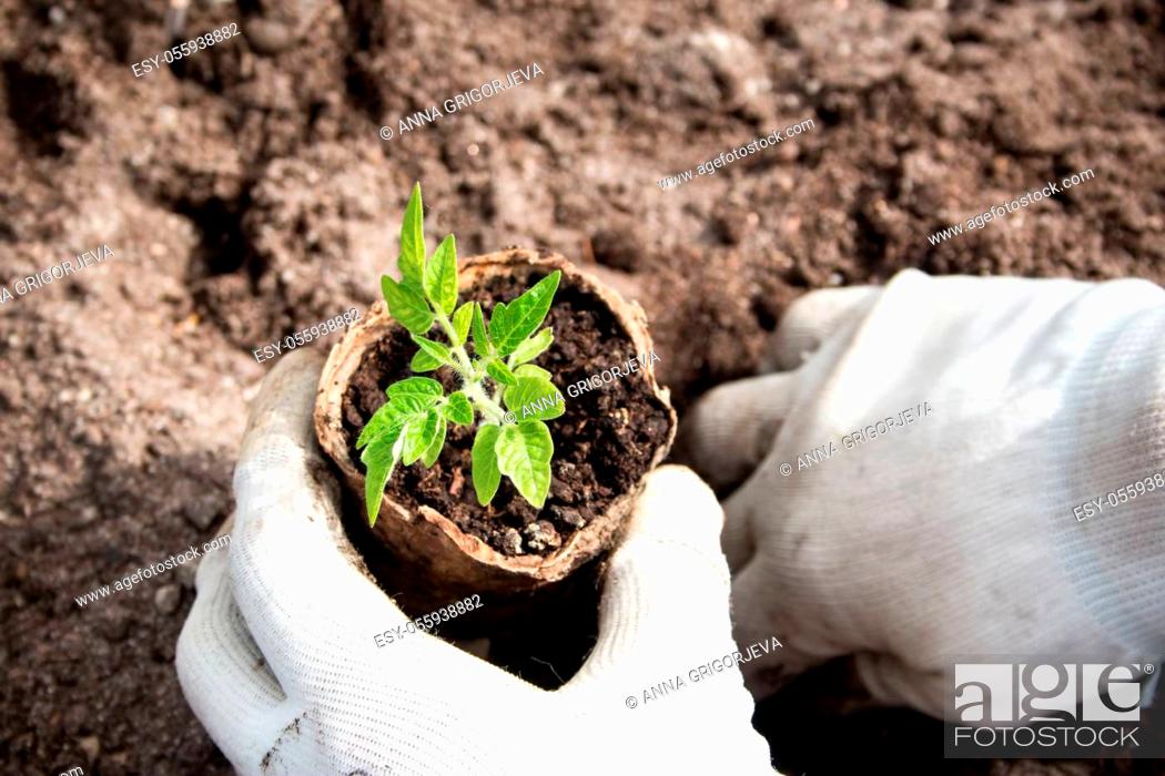 Stock Photo: Hands putting tomato seedling into the soil.
