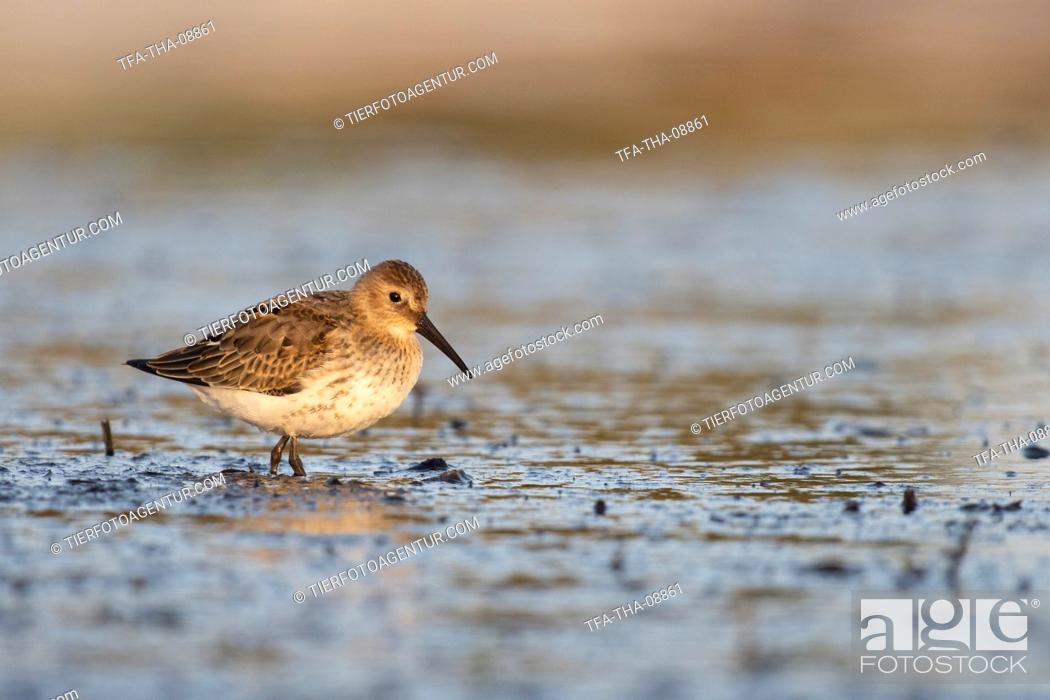 Stock Photo: Dunlin on the mudflats.