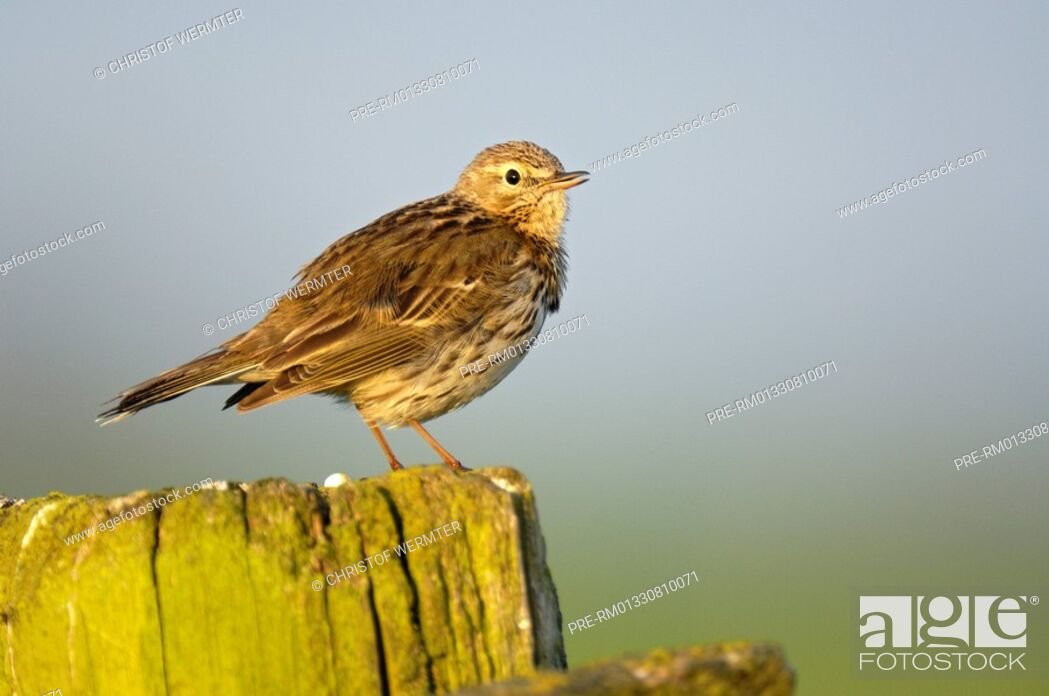 Stock Photo: Meadow pipit, Anthus pratensis.