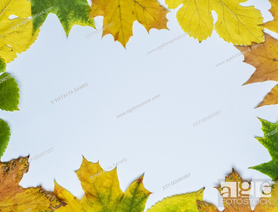 Photo de stock: yellow and green leaves of maple and mulberry on a white background, empty space in the middle.