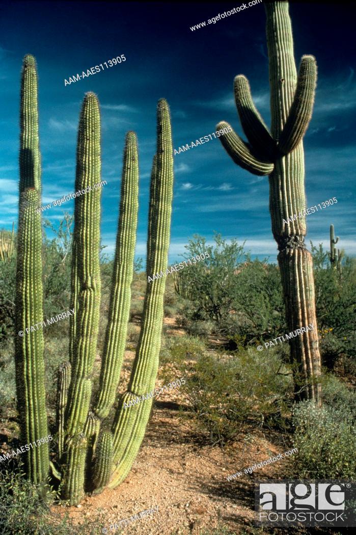 Stock Photo: Senita and Saguaro Cacti in the desert.