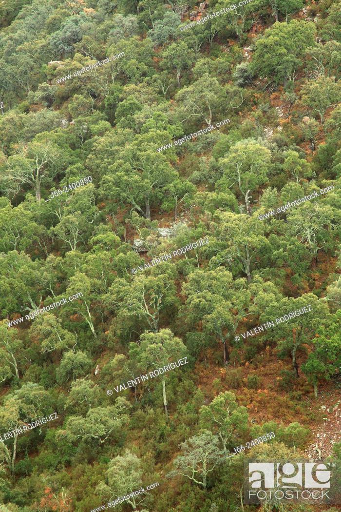Imagen: Cork oak (Quercus suber) forest in the natural park Sierra Espadán, in the ravine Mosquera. Castellón. Spain.