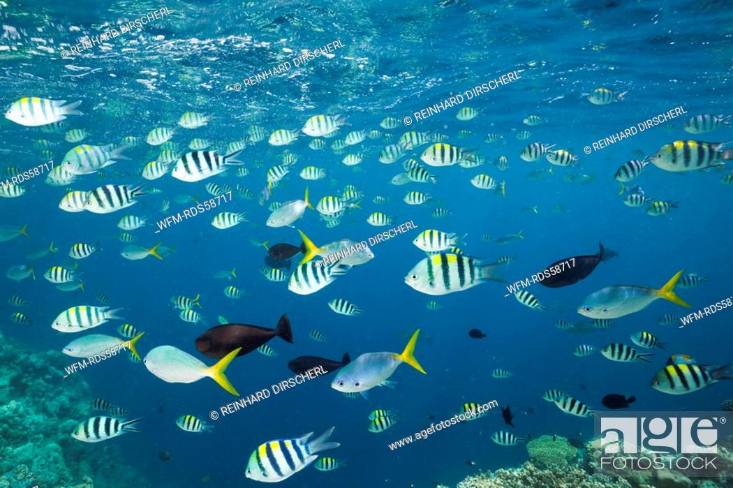 Stock Photo: Shoal of Coral Fishes, Micronesia, Palau.