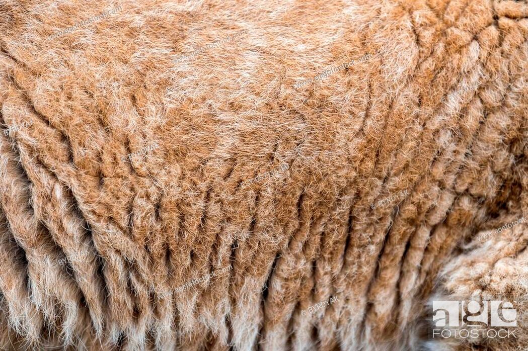 Real Lion Cub Skin Texture Stock Photo, Lion Skin Fur Coats