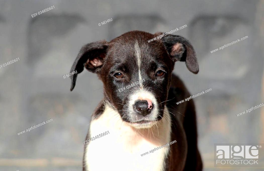Stock Photo: Cute Puppies of Amstaff dog, animal theme.