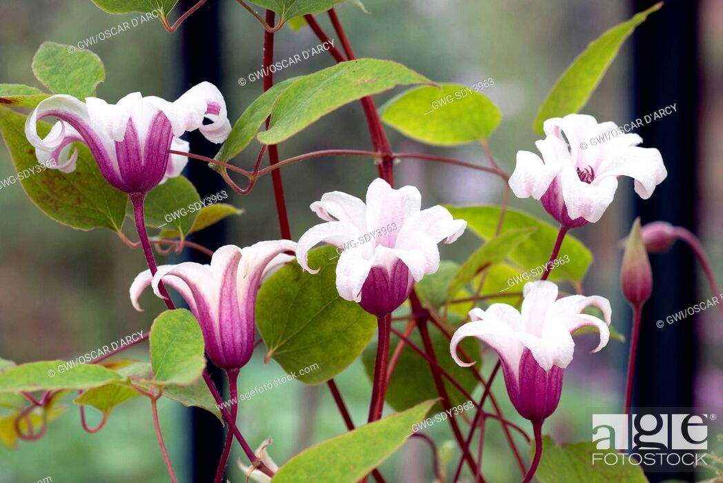 Planet fingeraftryk Bliv klar CLEMATIS 'PRINCESS KATE', Stock Photo, Picture And Rights Managed Image.  Pic. GWG-SDY3963 | agefotostock