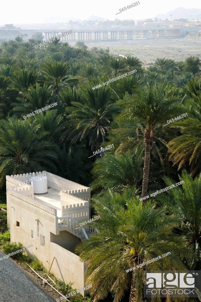 Stock Photo: OMAN-Western Hajar Mountains-Fanja: Morning View of Fanja Town Rooftop and Palm Grove.