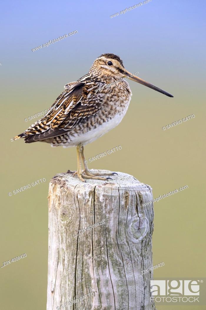 Photo de stock: Common Snipe (Gallinago gallinago faeroeensis), side view of an adult standing on a fence post, Southern Region, Iceland.