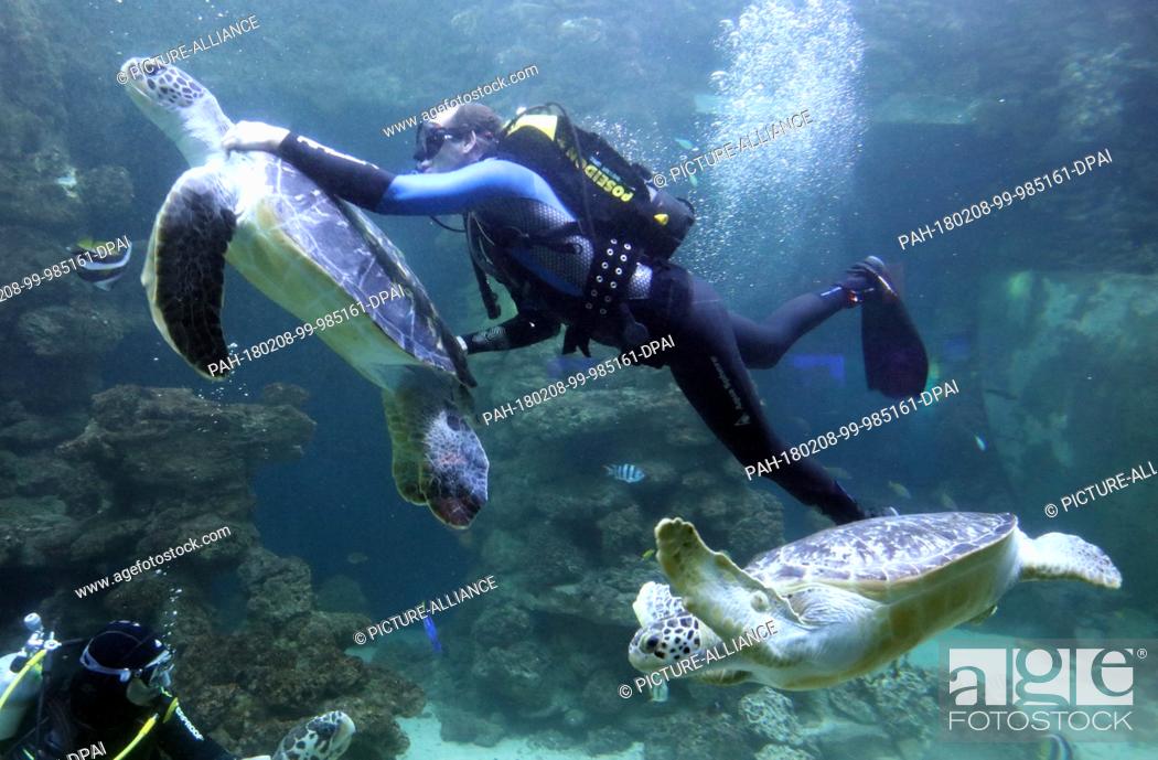 Stock Photo: dpatop - Diver Mirko Becker tries to pull a green turtle out of the water at the German Oceanographic Museum in Stralsund, Germany, 8 February 2018.